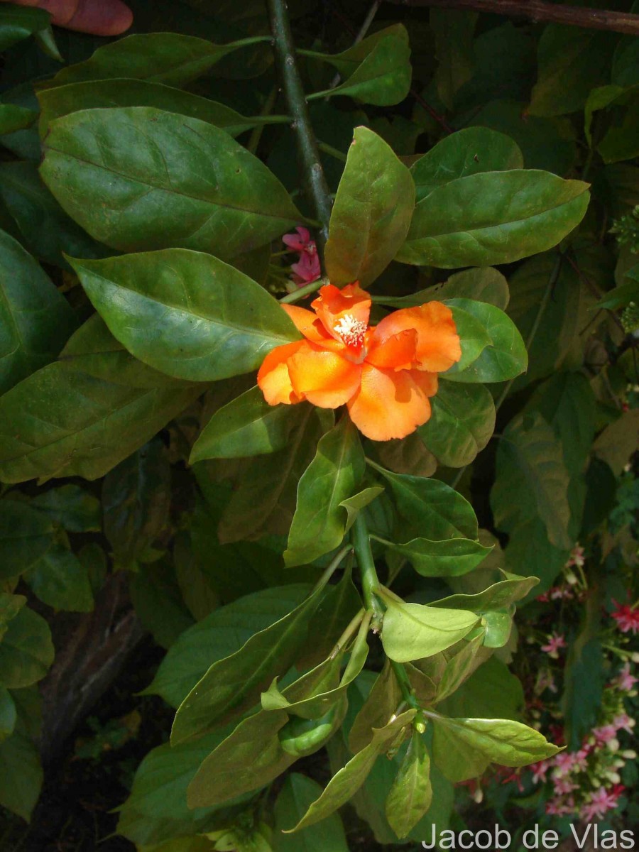 Leuenbergeria bleo (Kunth) Lodé
